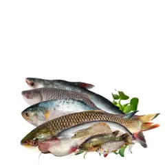 Rui Fish